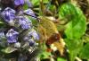 Hemaris fuciformis